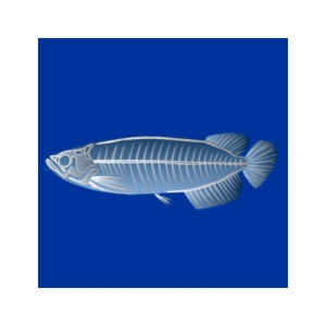 X-Ray Arowana